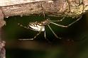 Leucage_granulata_D5299_Z_89_Milaa Milaa_Australie